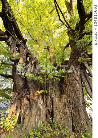 麻布山善福寺 104815693