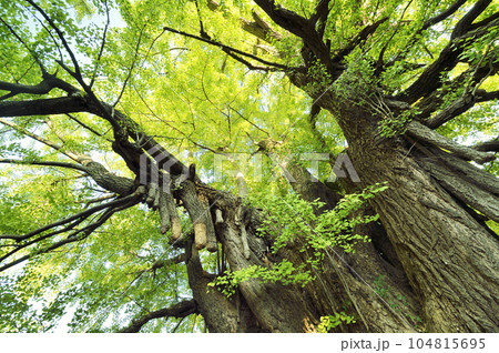 麻布山善福寺 麻布山善福寺 104815695