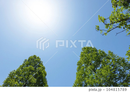 夏の日差しと樹木 104815789