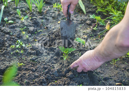 Men's hands with shovel planting the young flower in the flowerbet Men's hands with shovel planting the young flower in the flowerbet 104815833