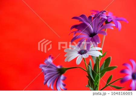 Beautiful white and purple Osteospermum flowers on red background Beautiful white and purple Osteospermum flowers on red background 104816005