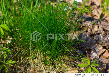 Spring forest landscape with fresh grass and windflowers outdoors Spring forest landscape with fresh grass and windflowers outdoors 104816147