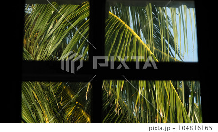 Close-up of palm leaves swaying on the wind outside the window. View from hotel room or apartment on tropical island Close-up of palm leaves swaying on the wind outside the window. View from hotel room or apartment on tropical island 104816165