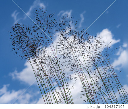 the blades of grass the blades of grass 104817105