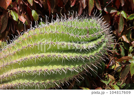 Sharp spines on tall cacti. Sharp spines on tall cacti. 104817609