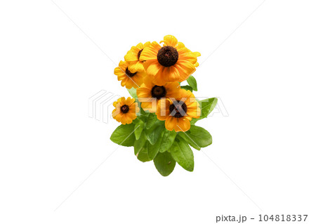 白背景のルドベキアの花束 104818337