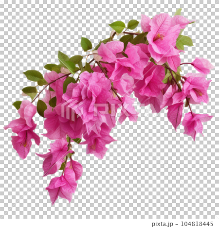 Pink Bougainvillea plants, Illustration AI Generative 104818445