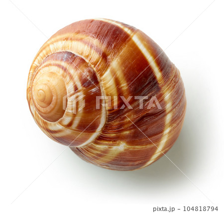 escargot snail on white background escargot snail on white background 104818794
