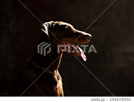 Close-up portrait of a doberman pinscher. Silhouette of a dog in backlight against a dark wall. Close-up portrait of a doberman pinscher. Silhouette of a dog in backlight against a dark wall. 104818930