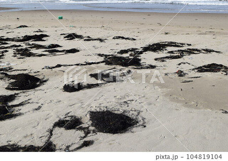 海辺の海藻とゴミ 海岸の漂着物 海辺の海藻とゴミ 海岸の漂着物 104819104