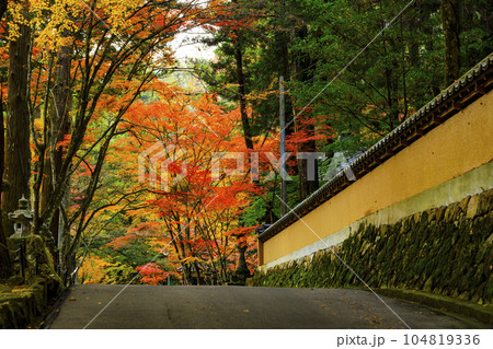 三原佛通寺の紅葉 参道の土塀と紅葉のトンネル 三原佛通寺の紅葉 参道の土塀と紅葉のトンネル 104819336
