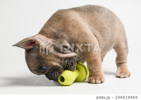 French bulldog puppy playing with a pacifier toy on a white background. French bulldog puppy playing with a pacifier toy on a white background. 104819469