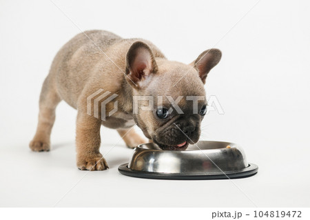 French bulldog puppy eats from his metal bowl. 104819472