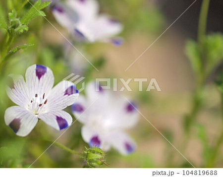 ネモフィラ マクラータの花 ネモフィラ マクラータの花 104819688