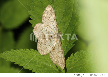 ウスバミスジエダシャク 104820232