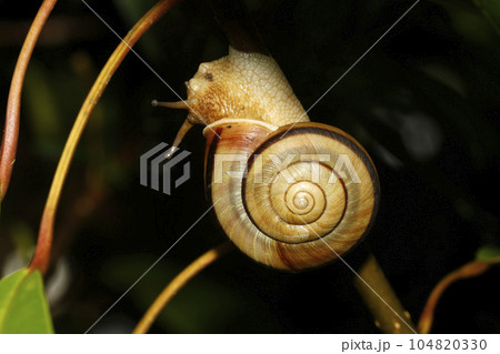 ミスジマイマイ 104820330