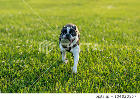 ボール遊びするボストンテリア 104820557
