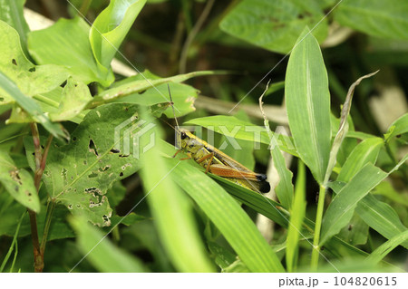 ツマグロバッタ ツマグロバッタ 104820615