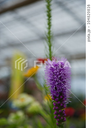 満開のゆりの里公園 満開のゆりの里公園 104820816