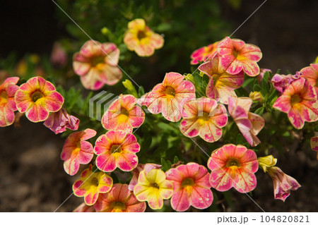 満開のゆりの里公園 満開のゆりの里公園 104820821