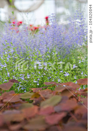 満開のゆりの里公園 満開のゆりの里公園 104820844