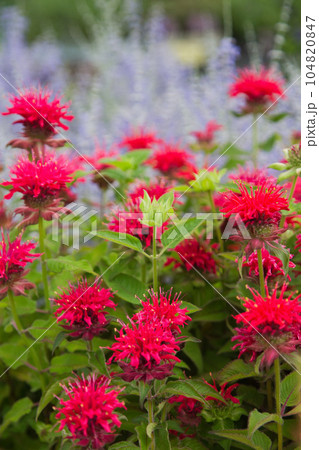 満開のゆりの里公園 104820847
