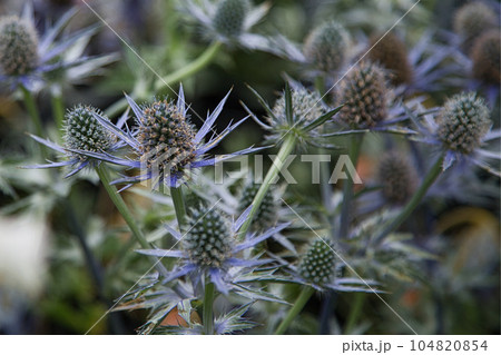 満開のゆりの里公園 満開のゆりの里公園 104820854