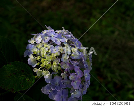 満開のカラフルな紫陽花 104820901