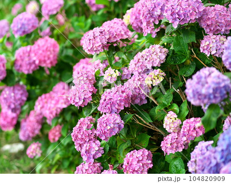満開のカラフルな紫陽花 104820909