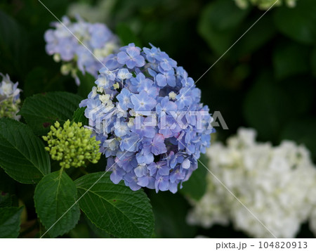 大きく咲いた青い紫陽花 大きく咲いた青い紫陽花 104820913