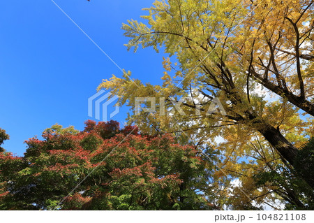 成田山新勝寺の成田山公園と紅葉 104821108