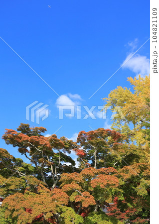 成田山新勝寺の成田山公園と紅葉 104821109