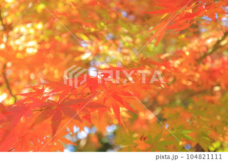 成田山新勝寺の成田山公園と紅葉 104821111