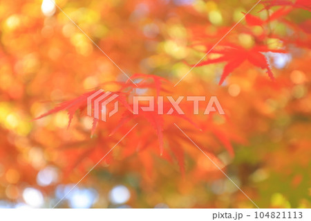 成田山新勝寺の成田山公園と紅葉 104821113