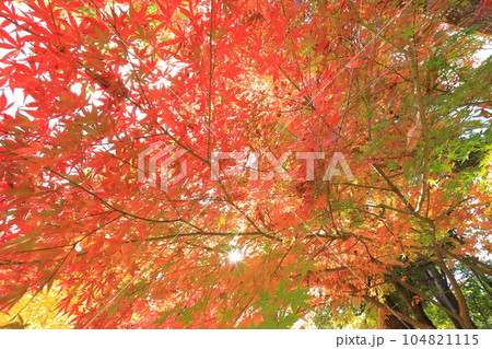 成田山新勝寺の成田山公園と紅葉 104821115