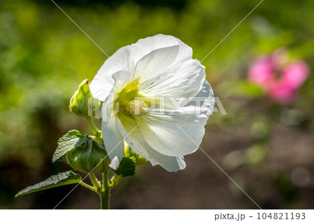 白い立葵の花 白い立葵の花 104821193