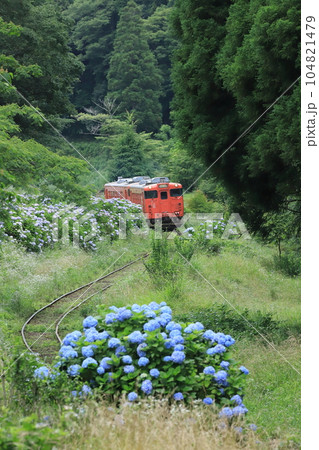 小湊鐵道「紫陽花咲く山間部を走る列車」 104821479