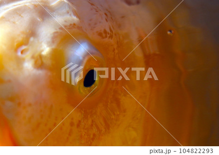 輝く黄金の錦鯉の瞳アップ撮影（マクロレンズ使用・自然光・接写写真） 104822293