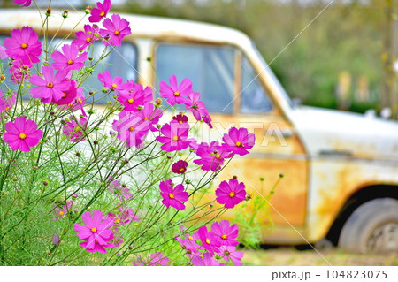 コスモス 秋桜 秋 車 広島 世羅 世羅ゆり園 花の駅せら コスモス 秋桜 秋 車 広島 世羅 世羅ゆり園 花の駅せら 104823075