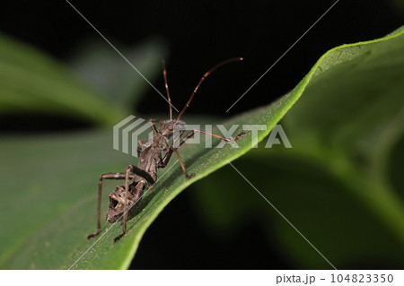 生き物 昆虫 ホソヘリカメムシ、幼虫です。幼虫はアリ似、成虫は飛ぶと蜂に見えるような姿です 生き物 昆虫 ホソヘリカメムシ、幼虫です。幼虫はアリ似、成虫は飛ぶと蜂に見えるような姿です 104823350