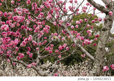 二月の梅林、紅梅とメジロの居る風景 二月の梅林、紅梅とメジロの居る風景 104823651