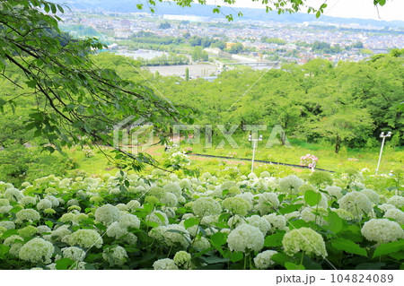 東京サマーランドあじさい園 アナベルの雪山 東京サマーランドあじさい園 アナベルの雪山 104824089
