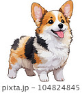 可愛いリアルタッチのコーギー 104824845