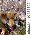 桜の花と柴犬 104825024