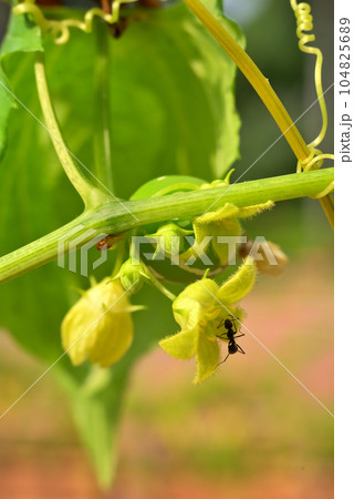 オキナワスズメウリの花 オキナワスズメウリの花 104825689