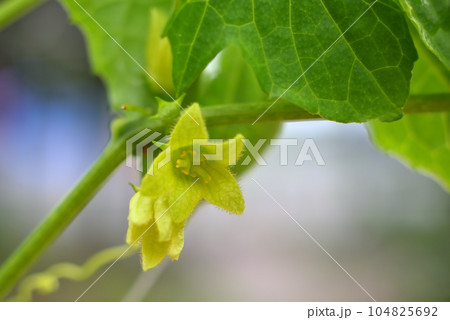 オキナワスズメウリの花 オキナワスズメウリの花 104825692