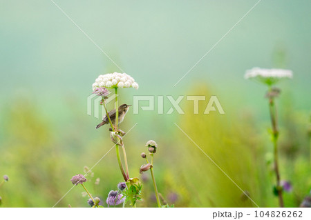 原生花園の花にとまってあたりの様子を伺っているシマセンニュウ 104826262