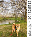 満開の桜とかわいい柴犬 104826512