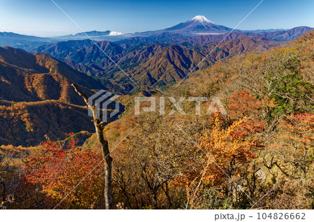 丹沢山地・檜洞丸稜線から見る紅葉の山並みと富士山 104826662