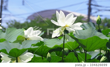 ハスの花 ハスの花 104826699
